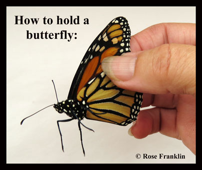 Monarch Butterfly Life Cycle Chart