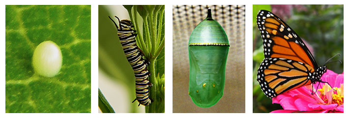 The Life Cycle of the Monarch Butterfly