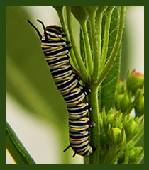 Monarch eggs, caterpillars, larvae