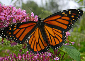 Monarch butterfly larvae